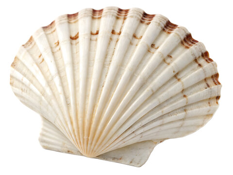 A single scallop shell with ridges and brown markings isolated against a black background close up view