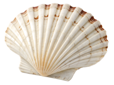 A single scallop shell with ridges and brown markings isolated against a black background close up view