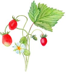  Watercolor illustration of strawberries with green leaves and berries, isolated from background