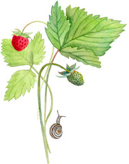 Watercolor Strawberry Composition with Berries Green Leaves and Snail Illustration
