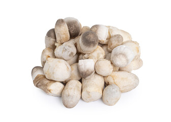 Straw mushroom isolated on white background with clipping path, Volvariella volvacea (Bulliard ex Fries).