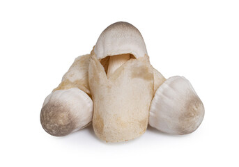 Straw mushroom isolated on white background with clipping path, Volvariella volvacea (Bulliard ex Fries).