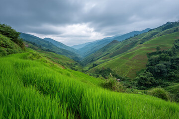 serene view of light rice terraces in thailand under overcast sky