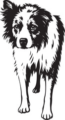 Fototapeta premium Border collie illustration black and white, Dog breed drawing simple black outline