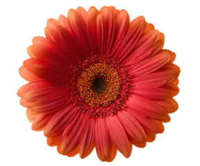 Vibrant Orange Gerbera Daisy Flower Close-Up Photography