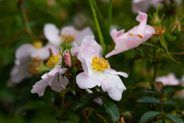 Delicate pink wild roses with raindrops on their petals, blooming in the lush greenery of the...