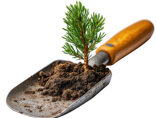 A small tree is planted in a shovel