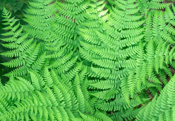 growing green fern as nature background