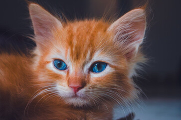 Adorable ginger kitten with bright blue eyes gazing intently at the camera, showcasing its fluffy...