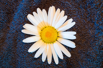 Detail of an oxeye daisy (Leucanthemum vulgare) against a rough dark background