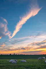 High level cirrus clouds over grazing sheep in a meadow during sunset