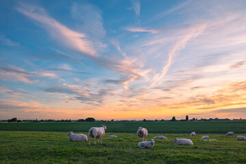 Evening mood with a colorful sky with feather clouds above a flock of sheep in the meadow