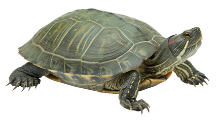 Obraz premium Big turtle isolated on transparent background