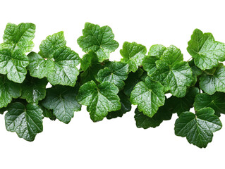 A row of green leaves with some droplets of water on them