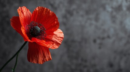 Poppy flower in vivid red against neutral gray wall, minimalist with sharp color pop