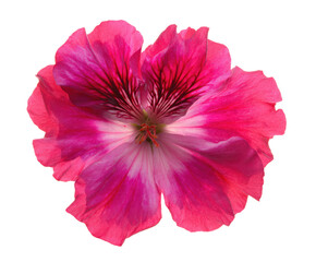 Vibrant Pink Geranium Flower Blossom Close-up Photography