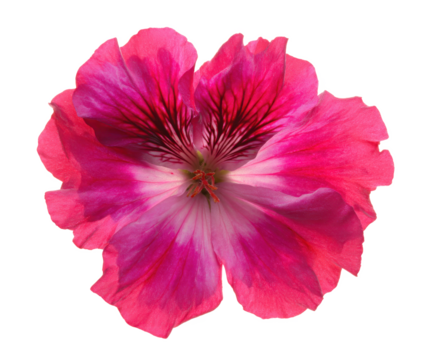 Vibrant Pink Geranium Flower Blossom Close-up Photography