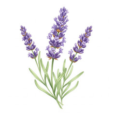 Obraz premium lavender flowers isolated on white