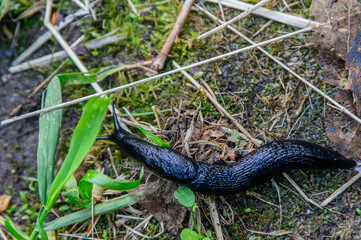 snake in the grass