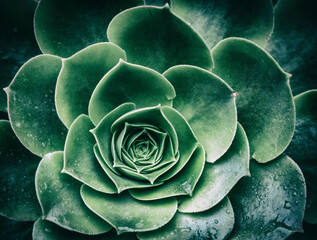 Natural abstract background pattern of the leaves of a flower with rain drops