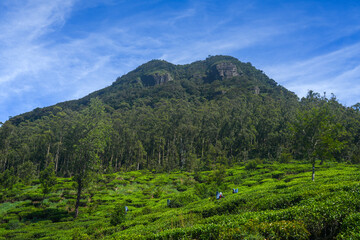Fototapeta premium Nuwara Eliya tea plantation in Sri Lanka. Nuwara Eliya is the most important place for tea plantation and production in Sri Lanka. 
