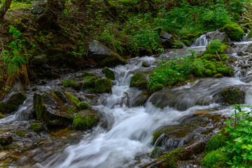 small waterfall in the forest