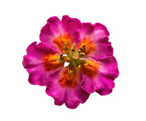 Naklejka premium Vibrant Pink and Orange Flower Blossom Close-Up Photography