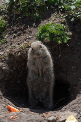 Ground squirrel stands upright at the entrance of its burrow. Wildlife behavior, nature conservation, ecological tourism, environmental education