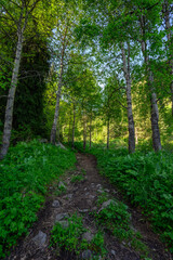 Fototapeta premium path in the woods