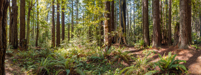 California Redwood Forest near Fort Bragg panoramic