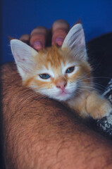 Adorable ginger kitten with bright blue eyes rests gently on a person's arm, showcasing its soft fur and peaceful demeanor.