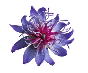 Vibrant Red and Yellow Lily Flower Close-Up Photography