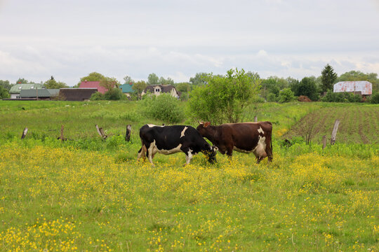 The photograph shows two cows grazing in a large green meadow dotted with yellow flowers. In the background, rural houses and trees are visible, creating a typical image of an agricultural landscape.