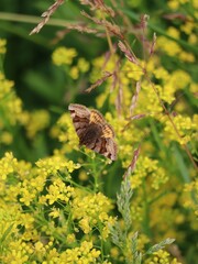 Burnet-companion-moth on warty Cabbage