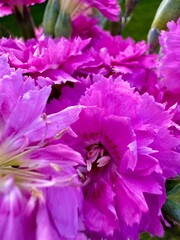 Obraz premium pink carnation blooming in the garden