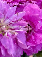 pink carnation blooming in the garden