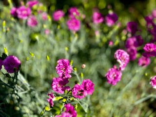 pink carnation blooming in the garden