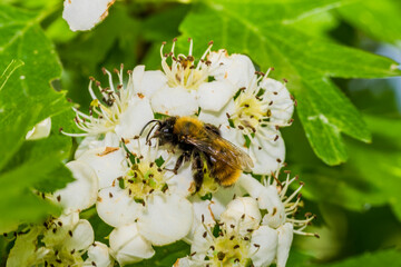bee on a flower