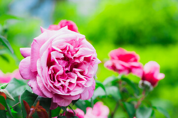 ピンク色の薔薇