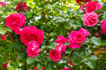 華やかなピンク色の薔薇　