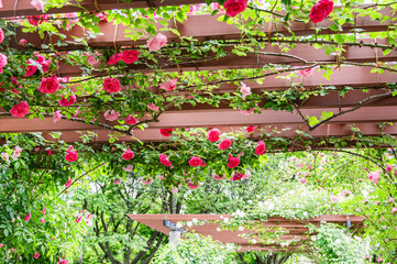 信州スカイパークのバラ園　松本市