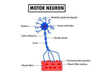 Structure motor neuron and muscle.Neuromuscular junction.Human anatomy.Neurotransmitter or neurological.Brain neurons communicate.Science or education diagram.Parkinson's disease.Vector illustration.