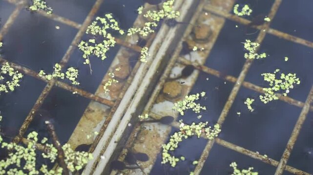 Tadpoles in the pond in spring time, England.