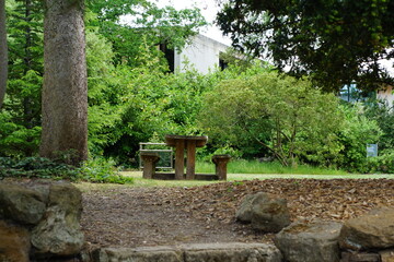 big tree, trunk, picnic table, sitting area, garden, greenhouse, glasshouse, cambridge botanic garden, nature, flower, tropical plant, patterns, abstract, uk, may 2025, cambridge