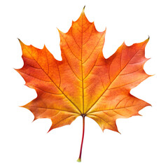 Autumn maple leaf isolated on transparent background