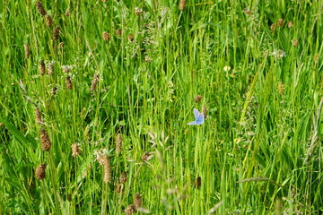 The blue common butterfly, meadow, europe, nature, wildlife, Polyommatus icarus, butterfly, may 2025