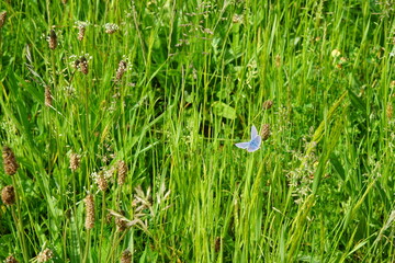 The blue common butterfly, meadow, europe, nature, wildlife, Polyommatus icarus, butterfly, may 2025
