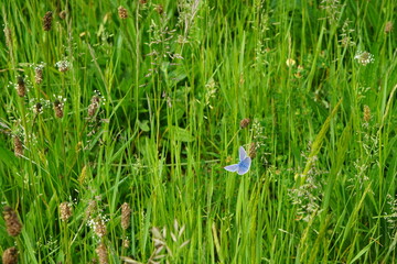 The blue common butterfly, meadow, europe, nature, wildlife, Polyommatus icarus, butterfly, may 2025