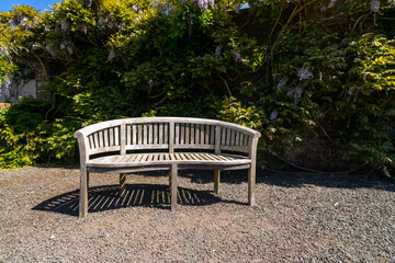 Wooden bench in botanical garden, in front of brick wall covered purple wisteria flowers. Finlaystone Country Park Estate. Scotland. United Kingdom.