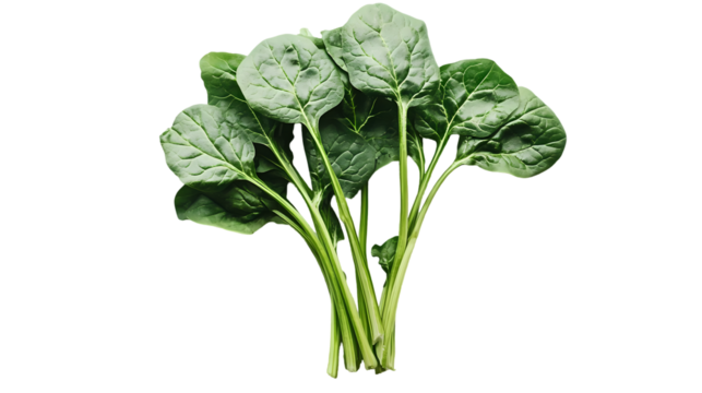 A vibrant bunch of fresh spinach with green leaves and stems isolated   isolated on transparent background